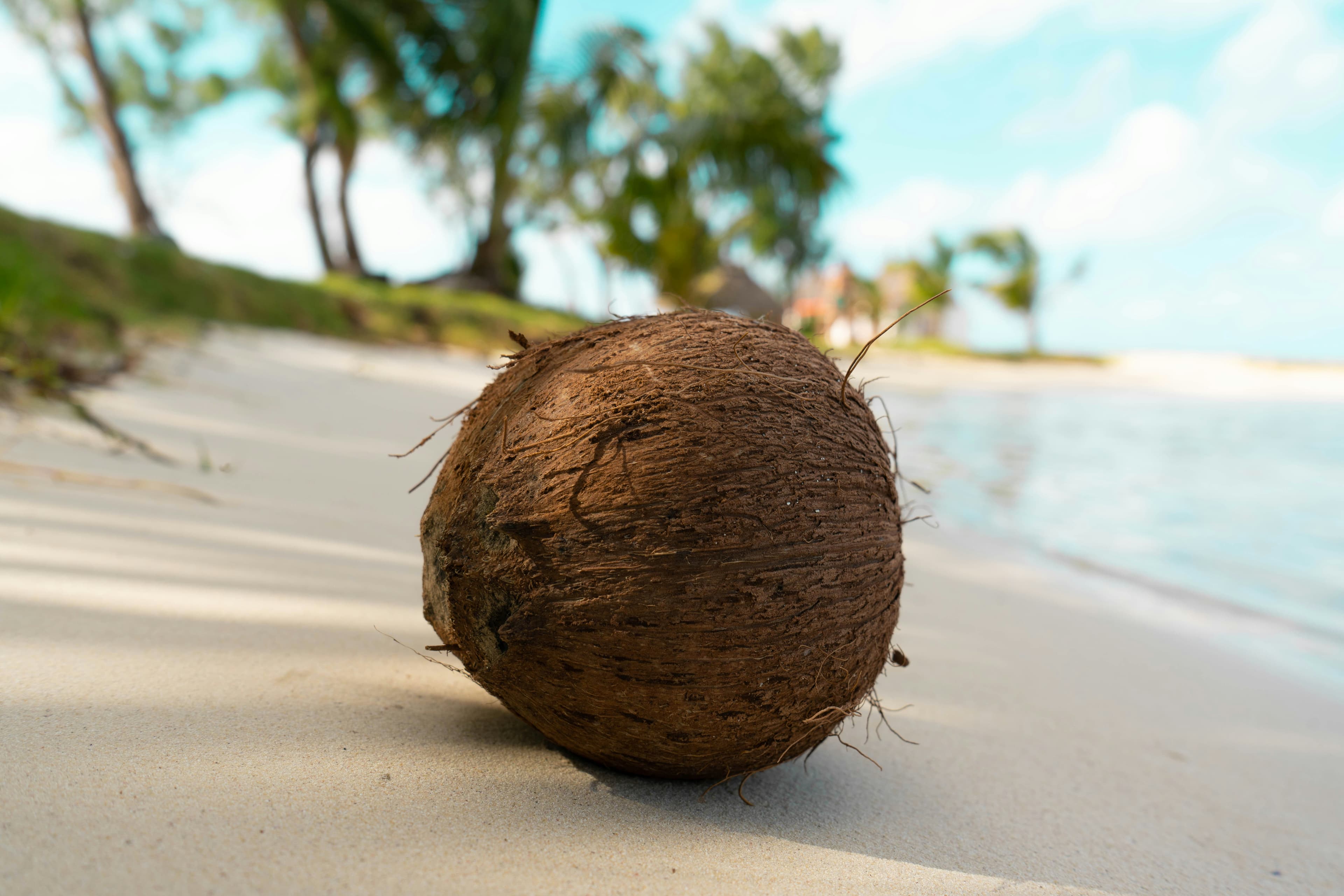 Noix de coco sur une plage tropicale