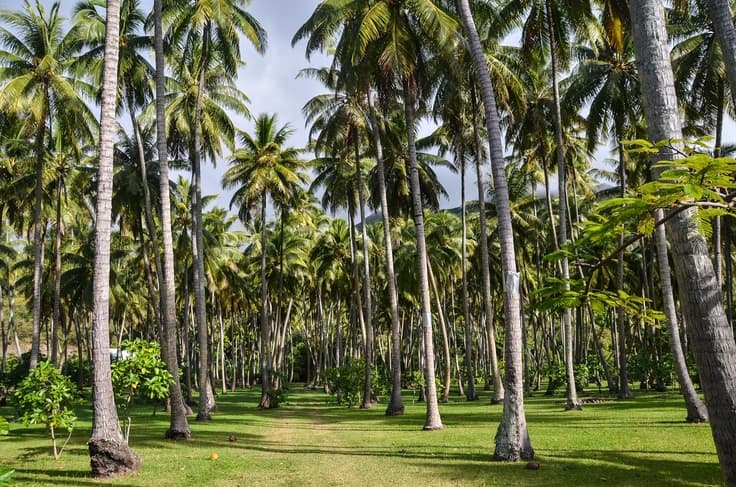 Évasion Tropicale